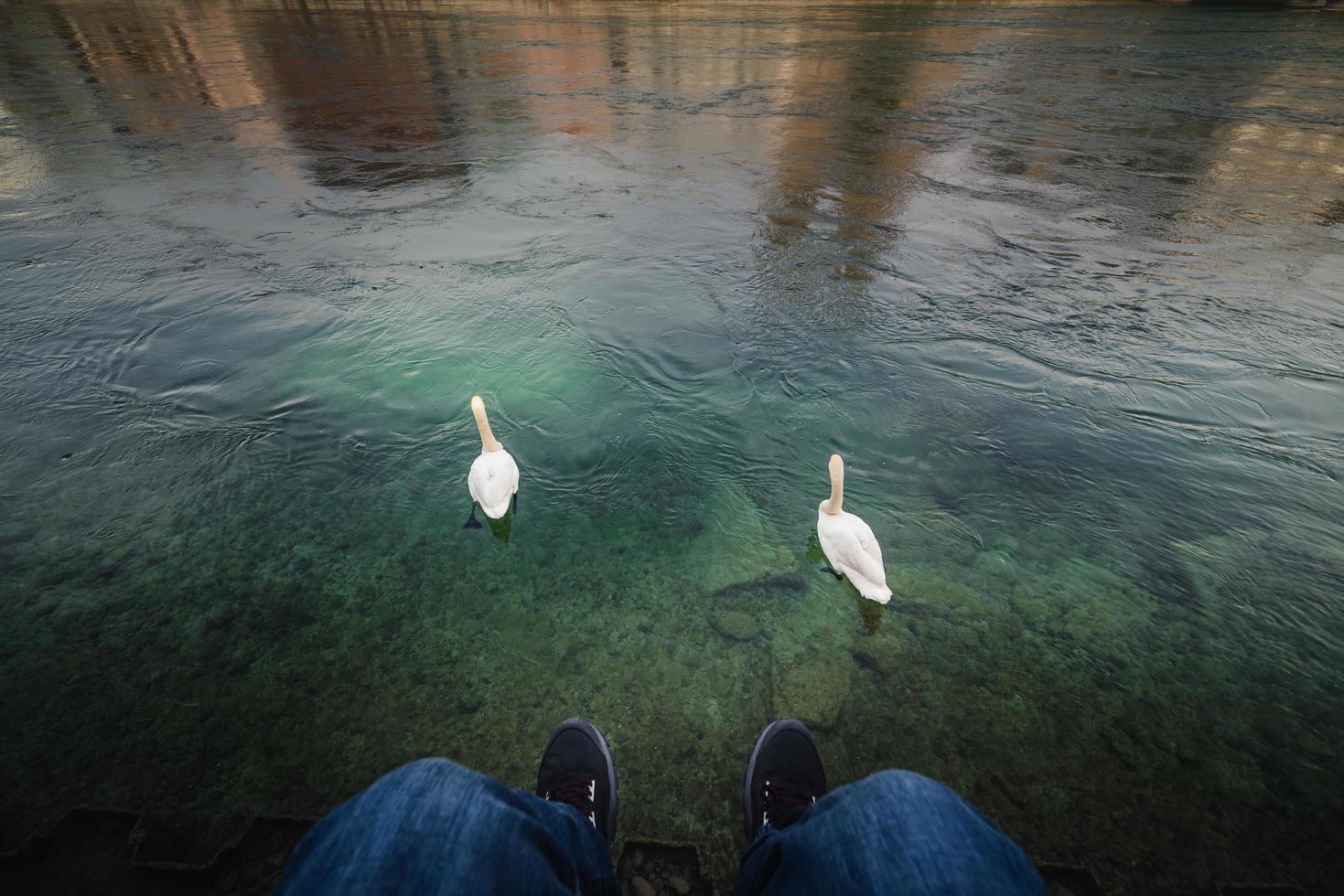 persona de primer plano relajante junto a la orilla del río cerca de cisnes foto