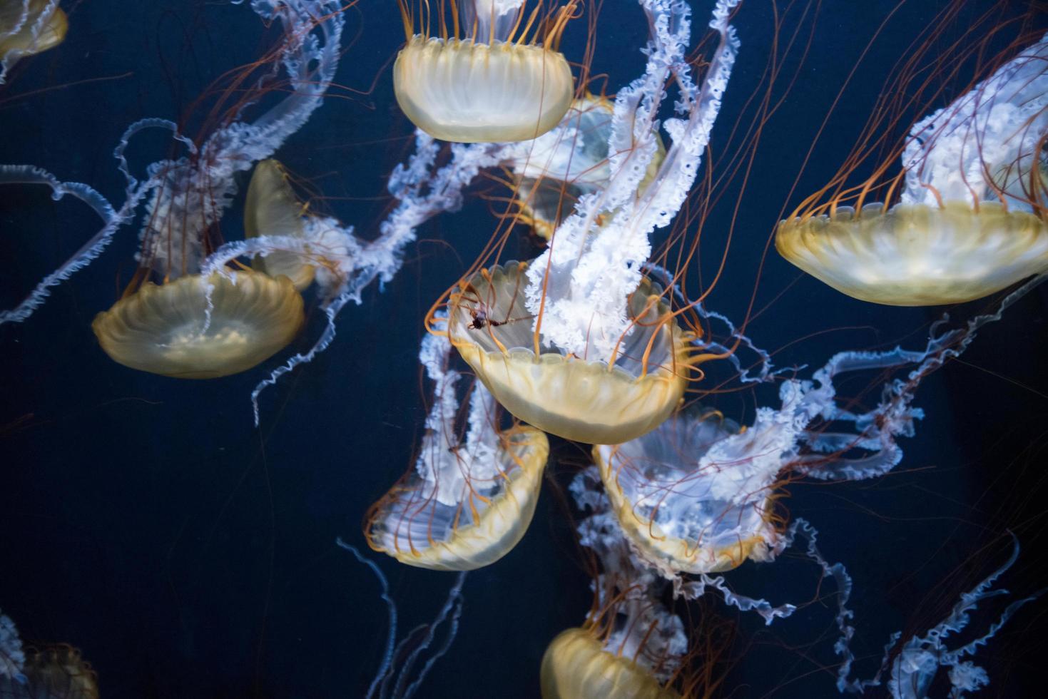 medusas bajo el agua foto