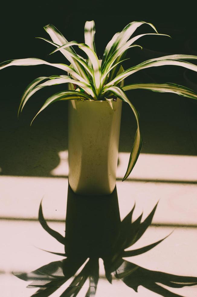 Green tropical house plant photo