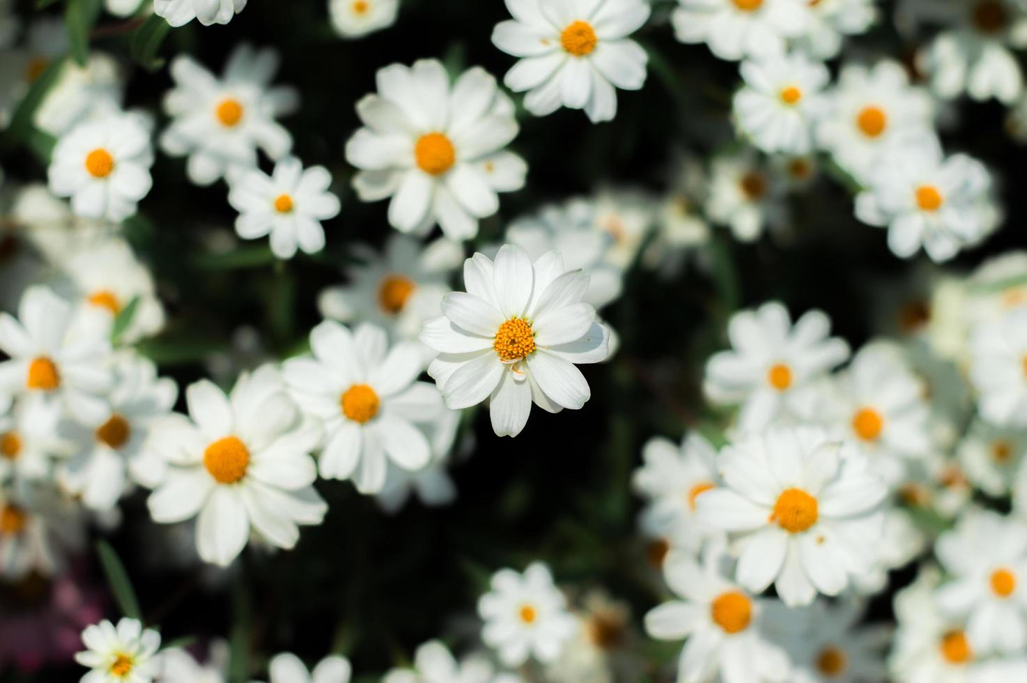 cama de flores blancas foto