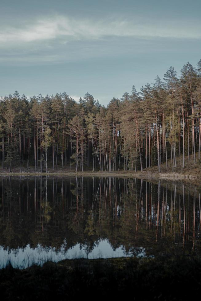  Trees beside body of water photo