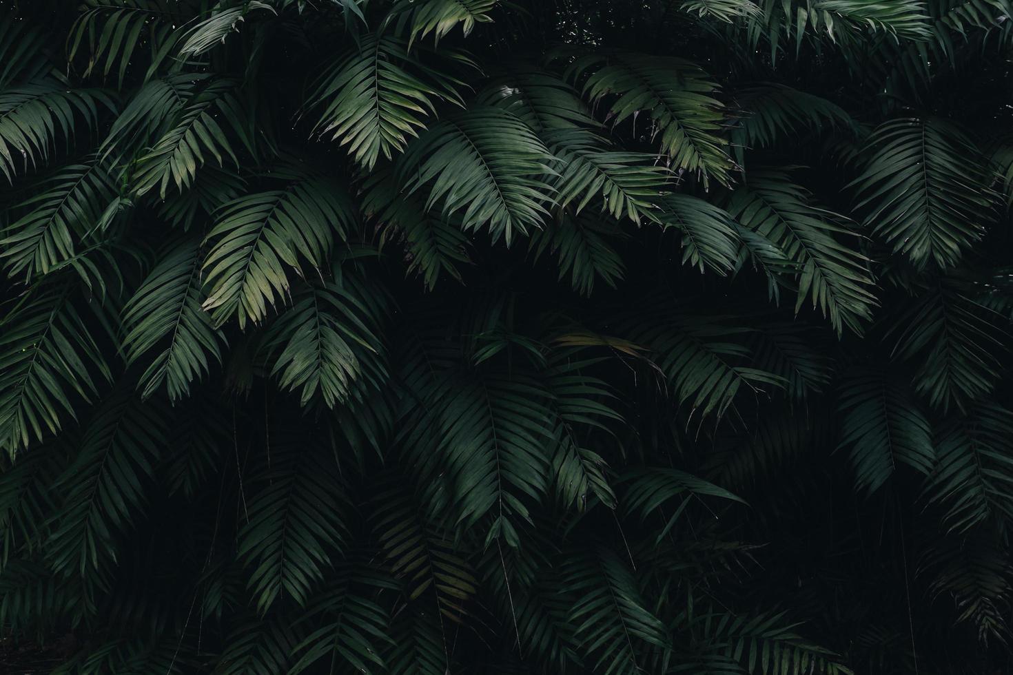 Close-up of green leaves photo