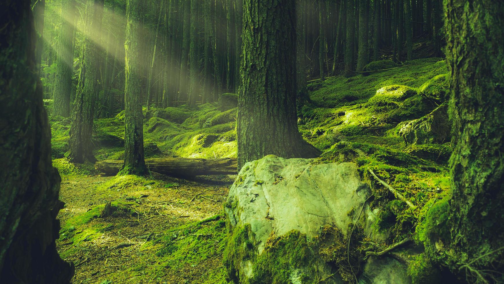 Green moss on tree trunks photo