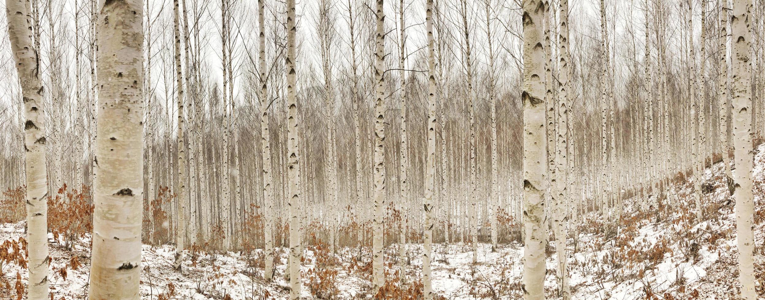Birch trees in winter photo