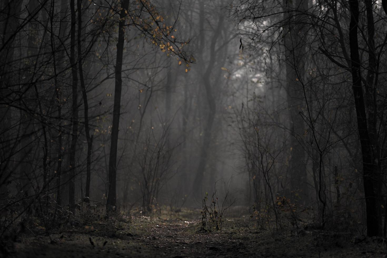 suelo del bosque iluminado foto
