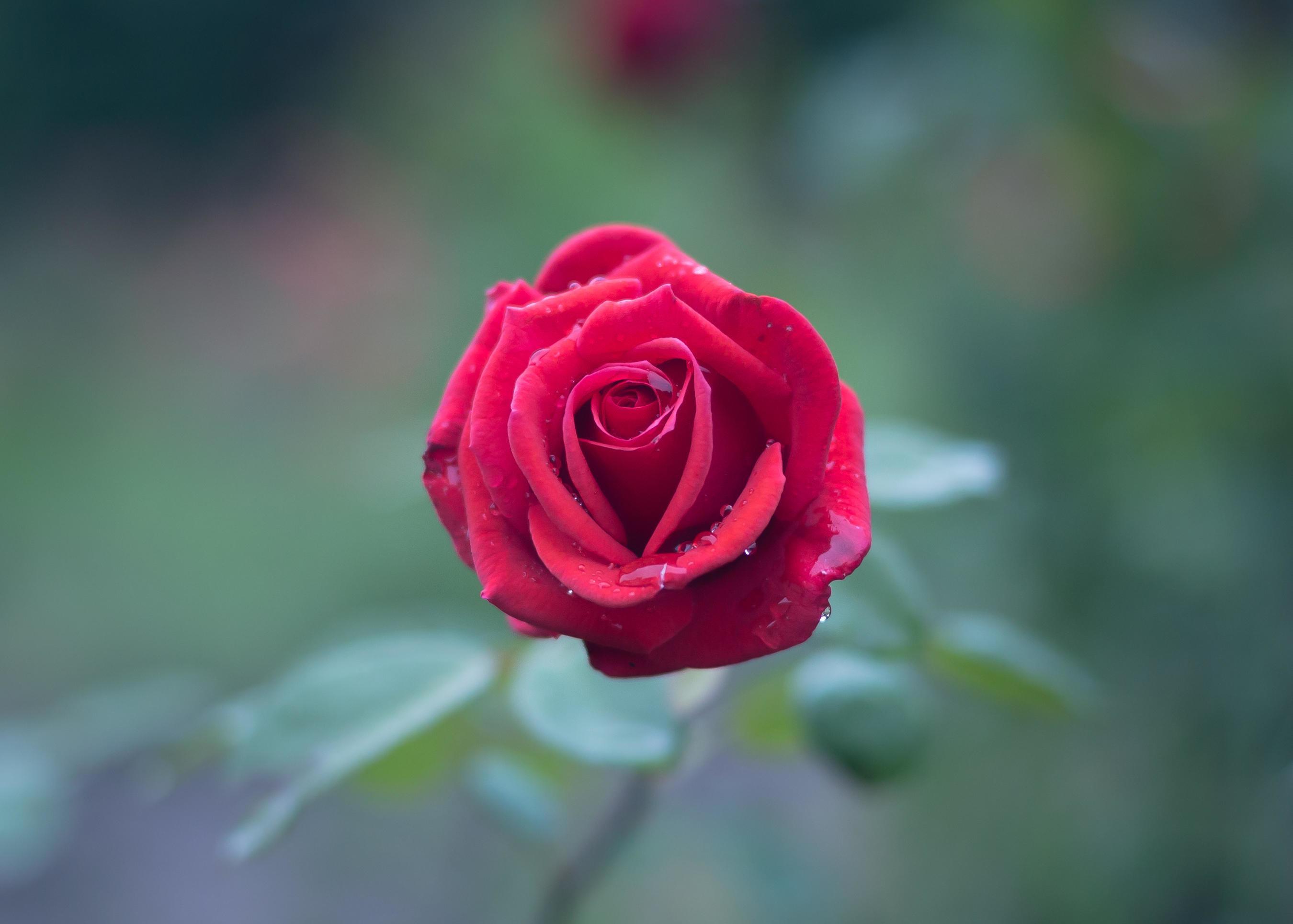 Red Rose In Full Bloom Stock Photo At Vecteezy Red Rose In Full Bloom Stock Photo At Vecteezy