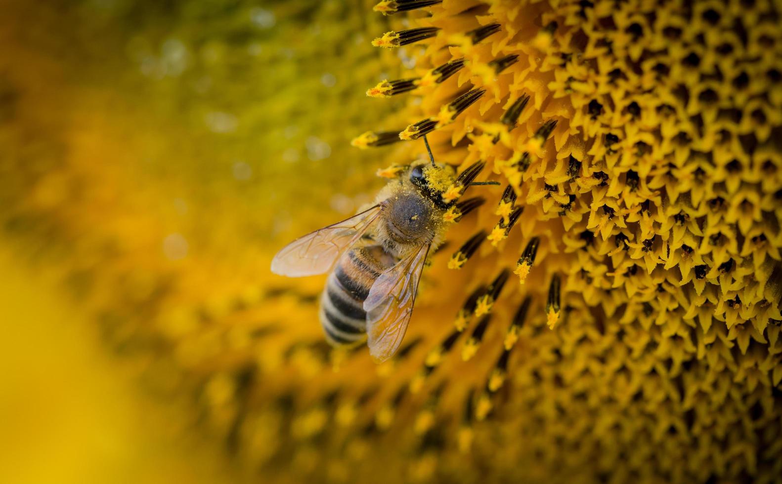 Macro photo of a bee