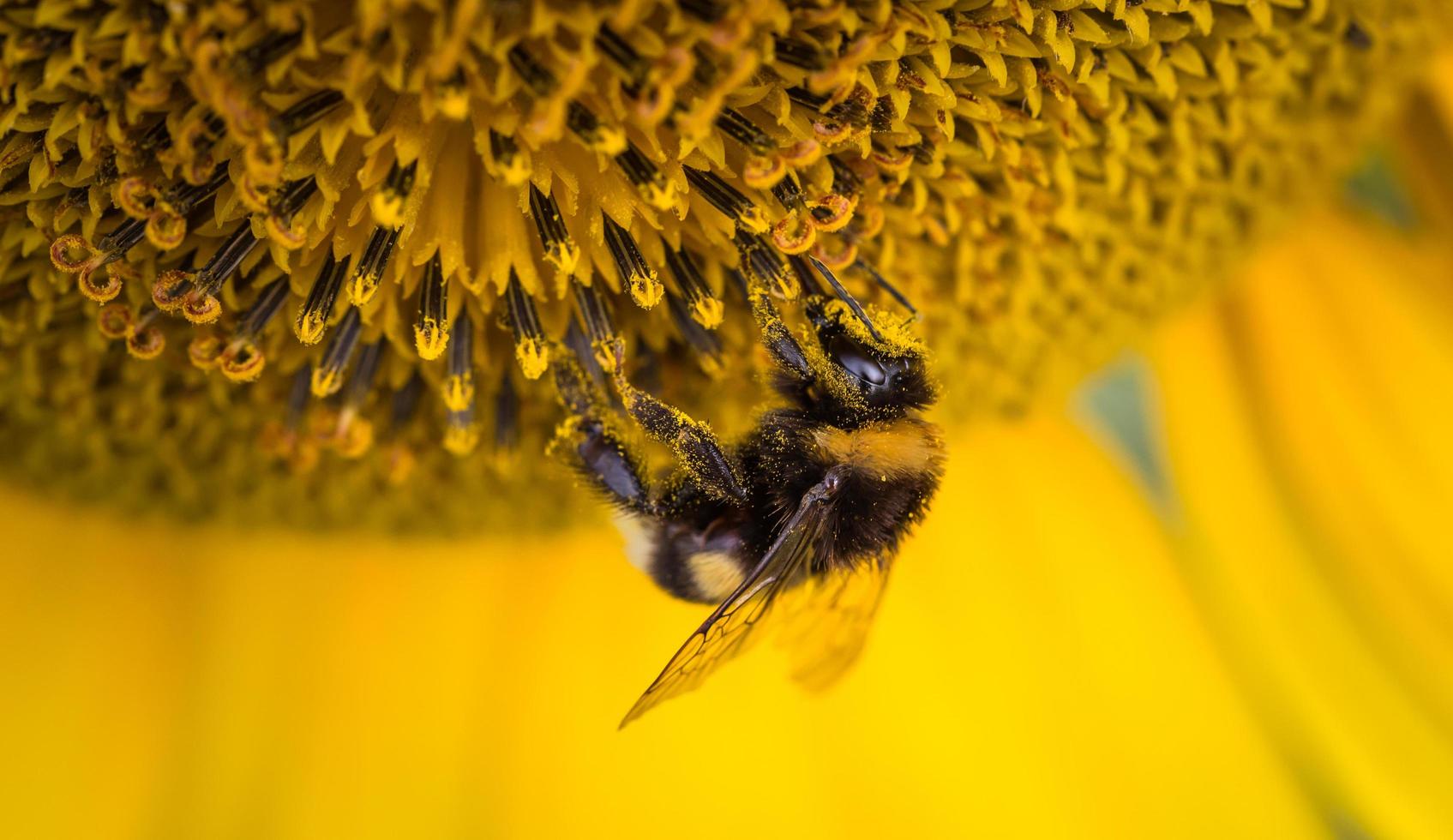 Honeybee on a flower photo