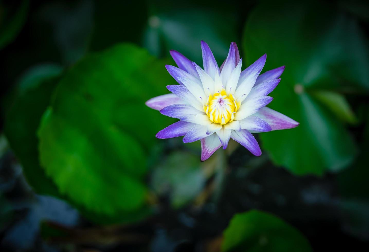 water lily with lotus leaf photo