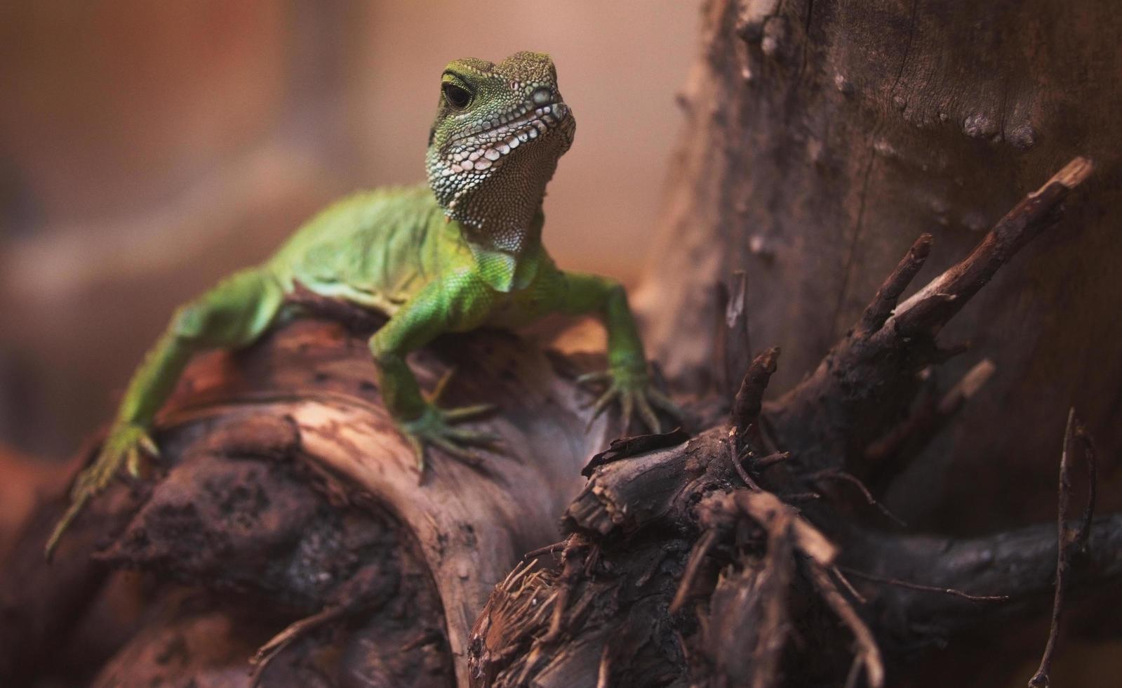 Close-up of green bearded dragon photo