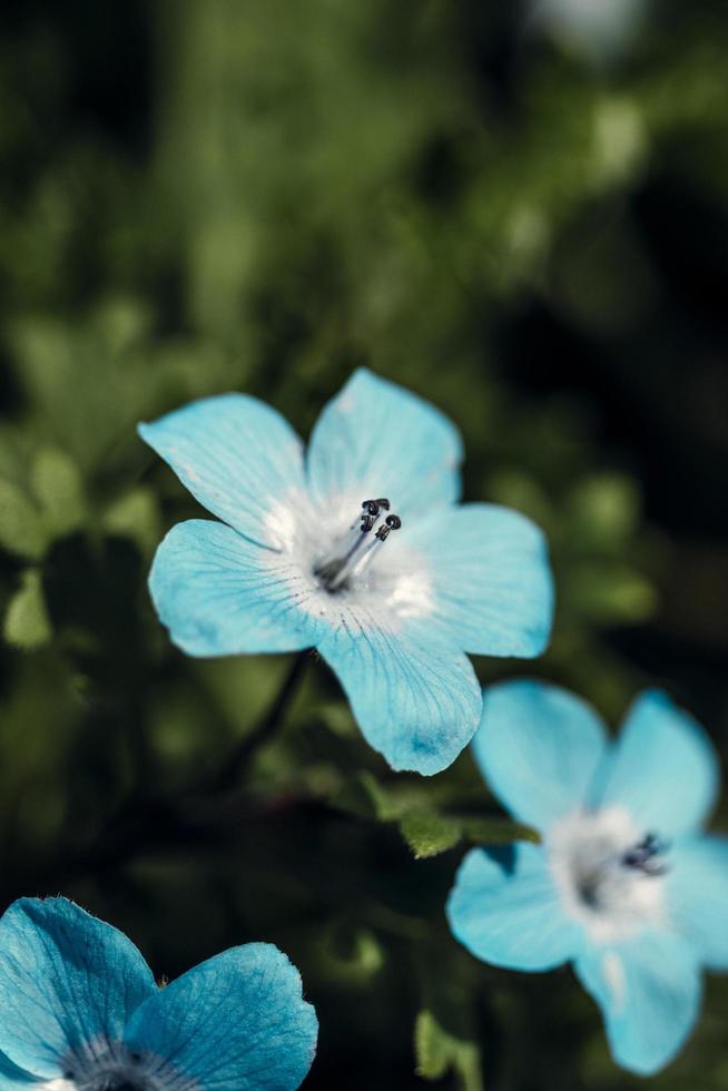 Blue flower in tilt shift lens photo