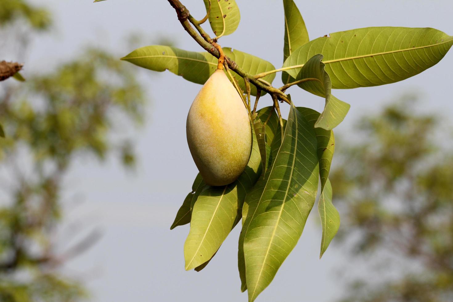 Green mango on branch photo