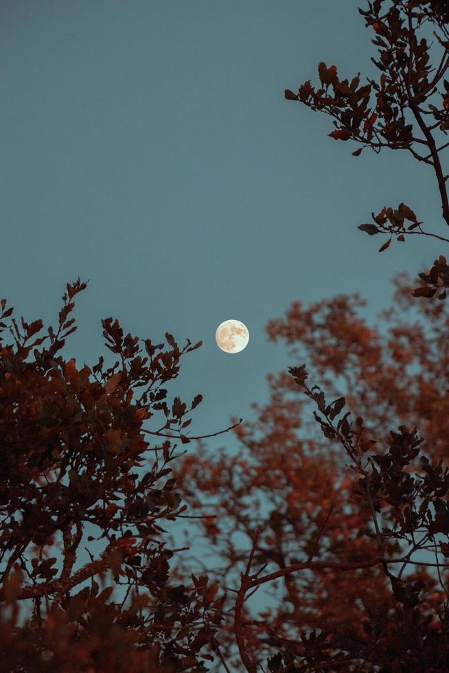 luna llena sobre los árboles foto