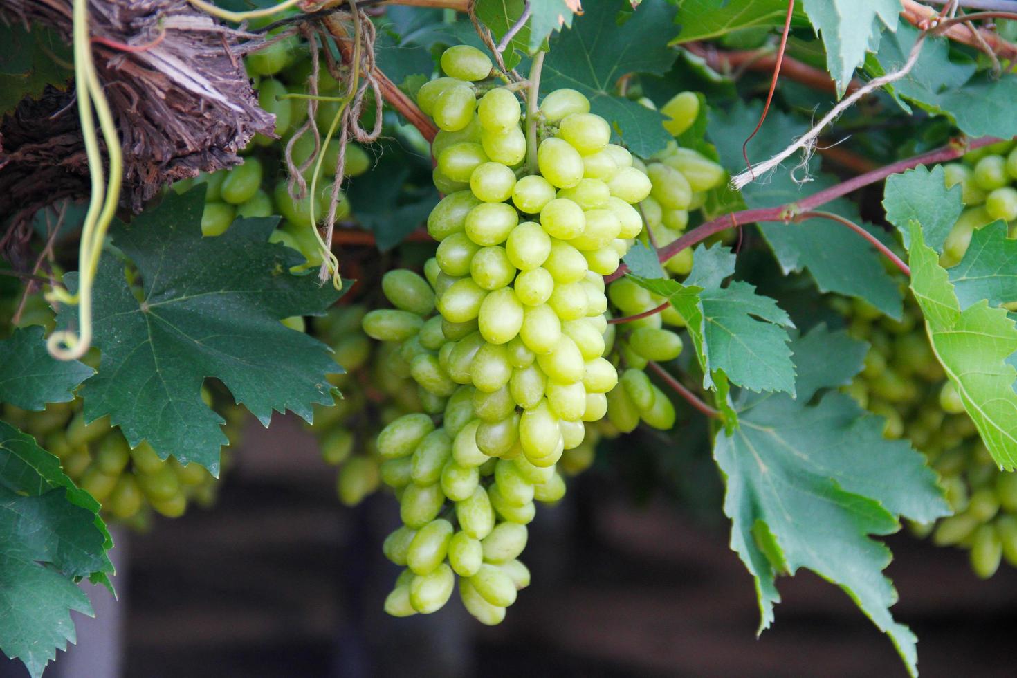 Green grapes on vine photo