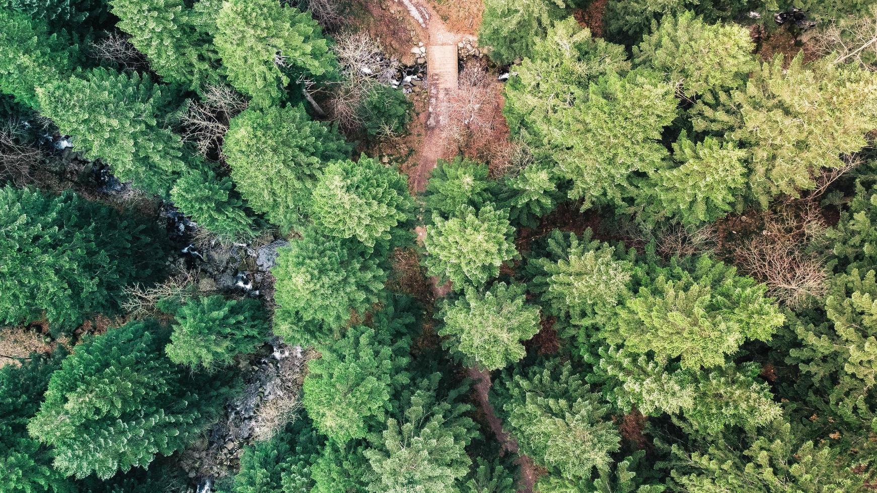 Aerial view of green trees photo