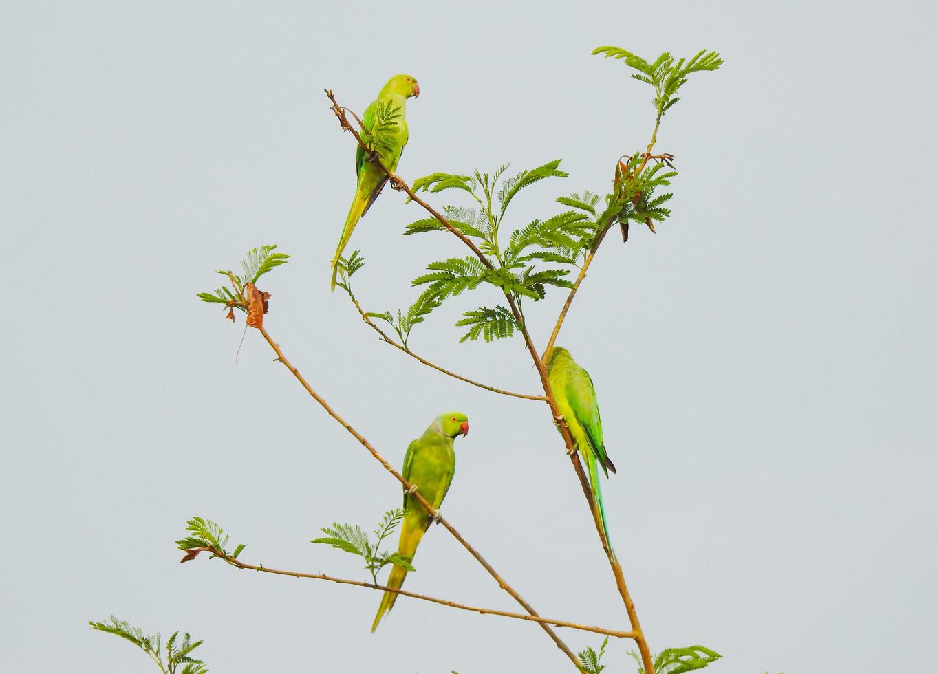 loros verdes en rama foto