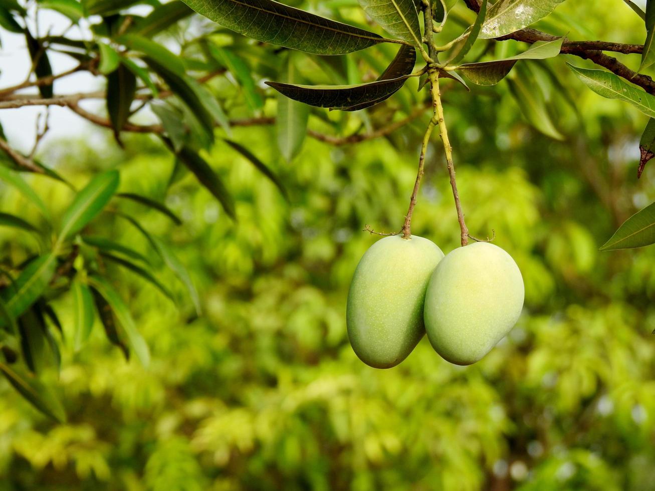 Green mangoes on branch photo