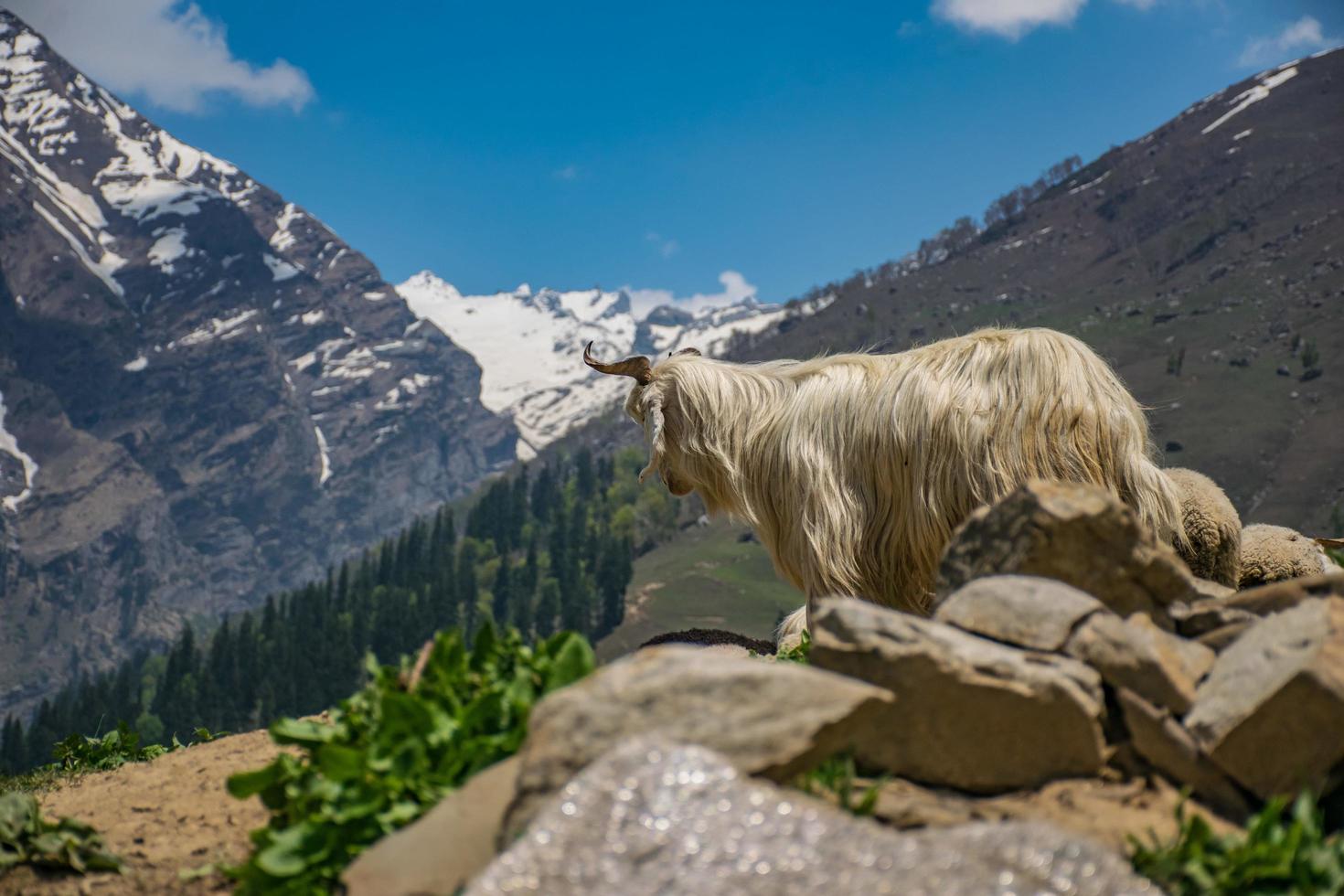 Mountain goat on cliff at daytime photo