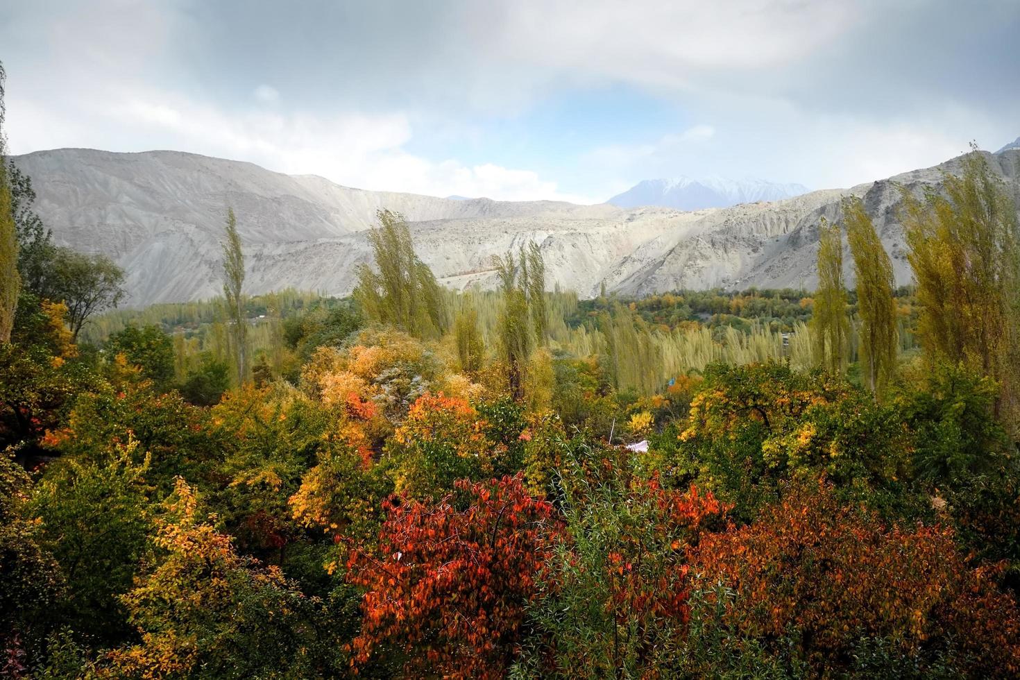 Autumn scene of foliage  photo