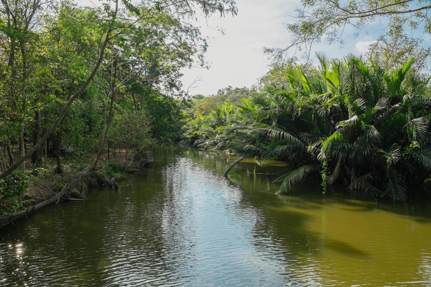 arroyo que fluye a través del palmeral de nipa foto