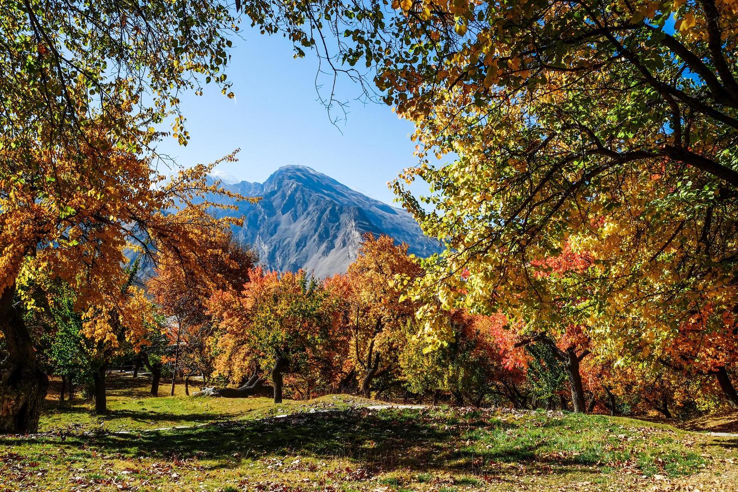 Colorful foliage trees in autumn photo