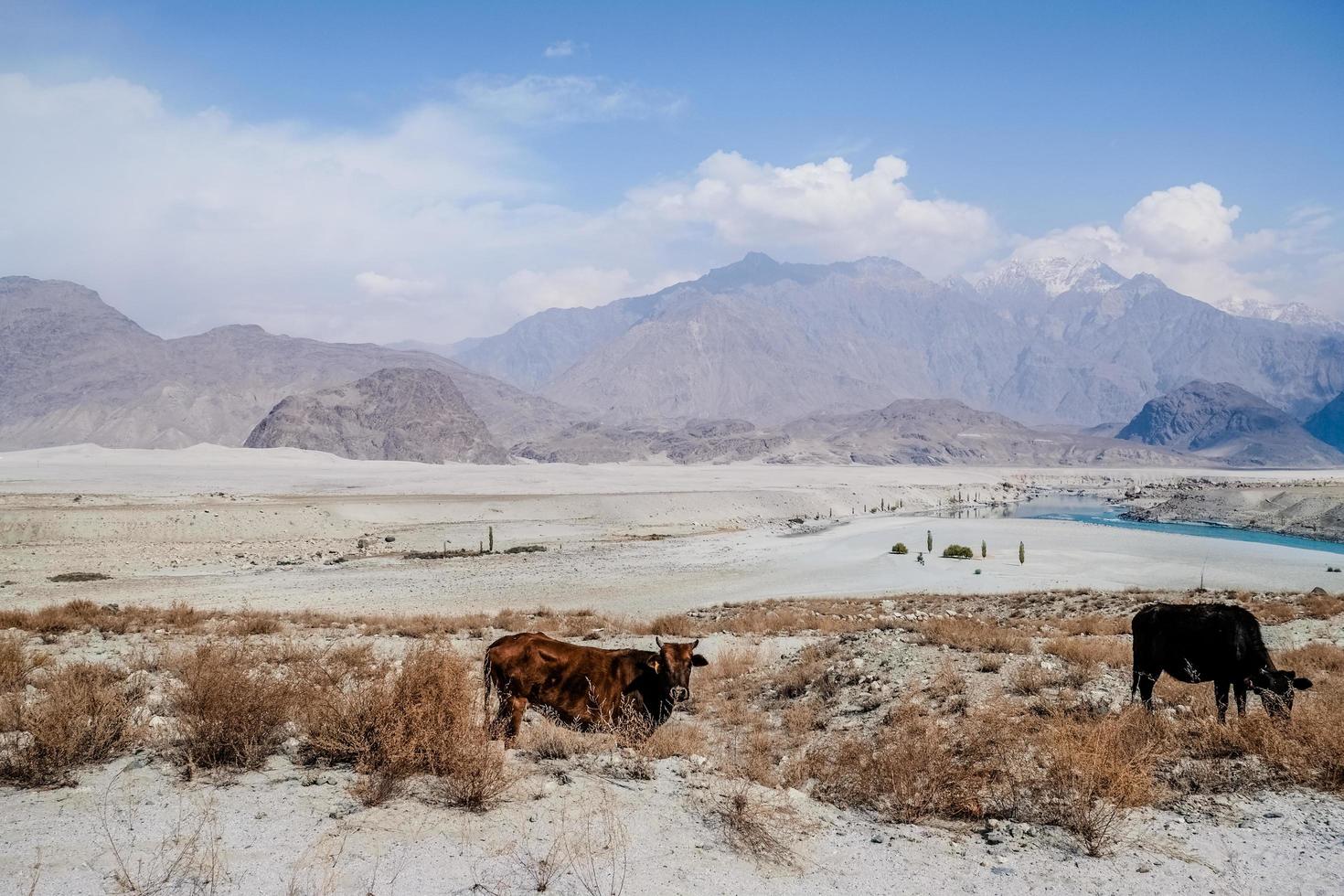 Vacas pastando cerca del desierto de Katpana en Skardu, Pakistán foto