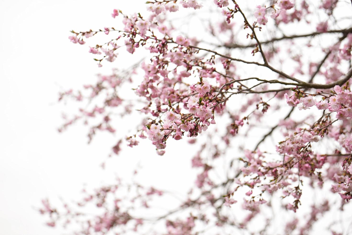 flores de cerezo rosa en cielo nublado foto