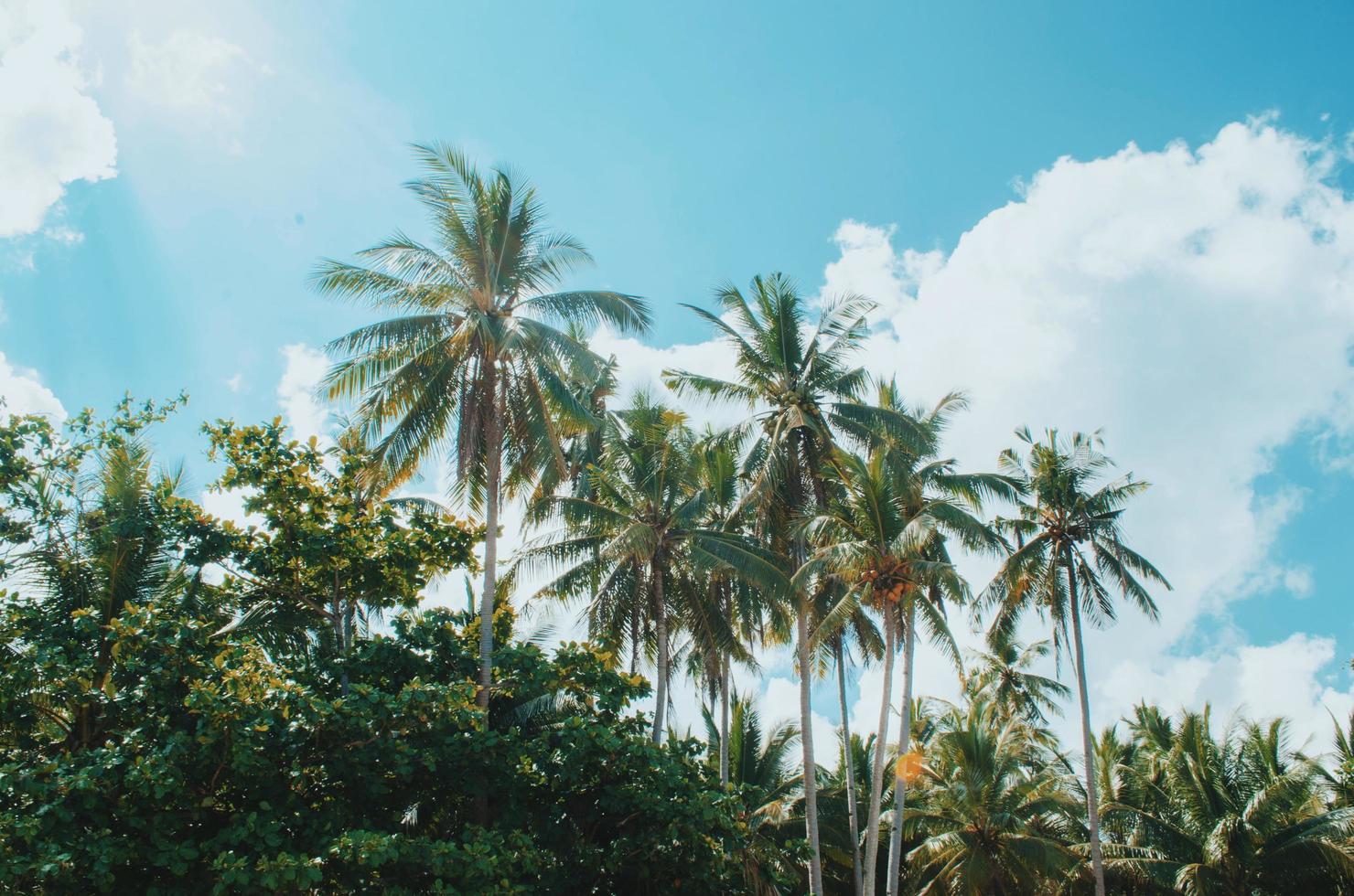 Green coconut trees photo