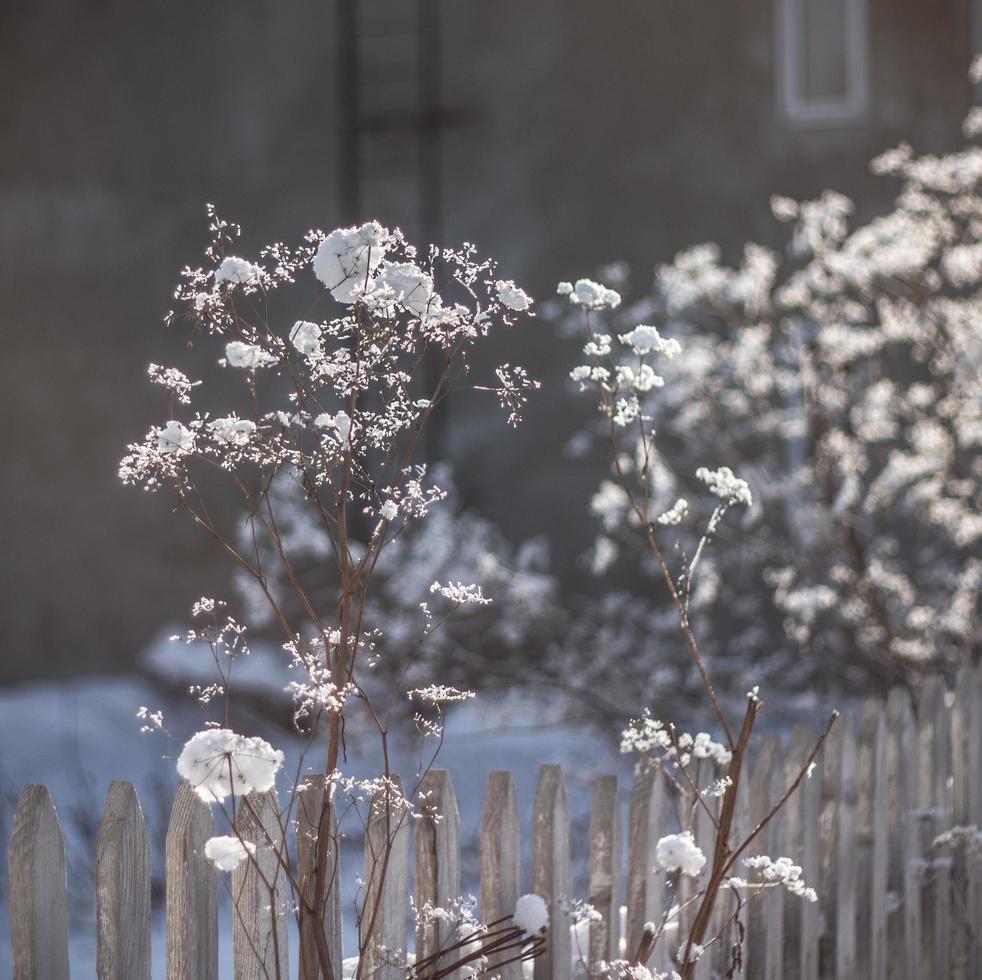 flores blancas agrupadas en jardín foto