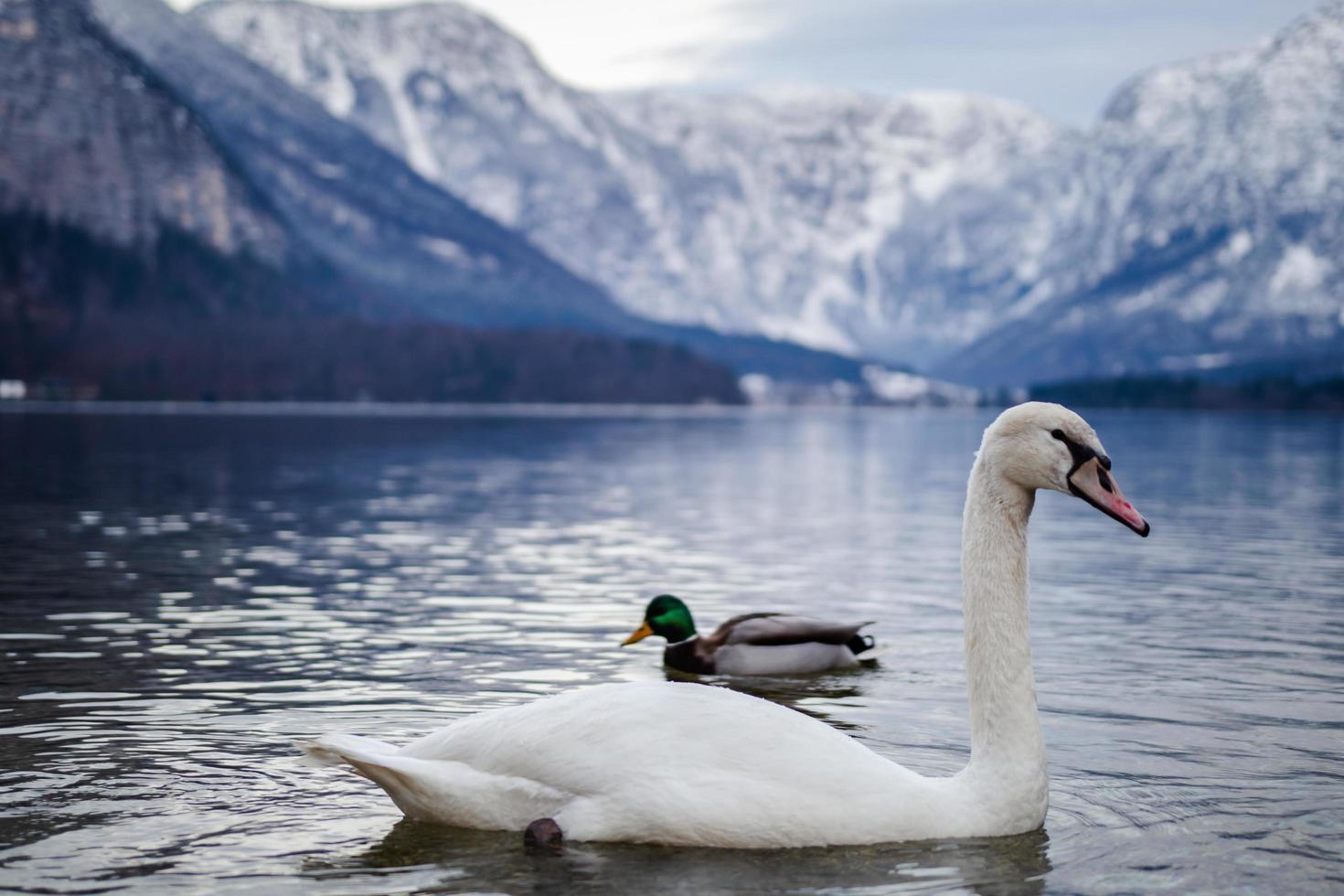 White swan on lake photo