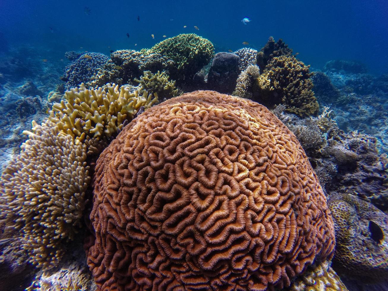 arrecife de coral bajo el agua foto