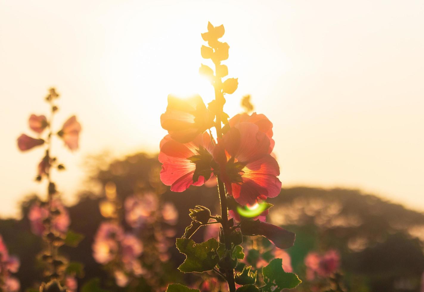 silueta de flores foto