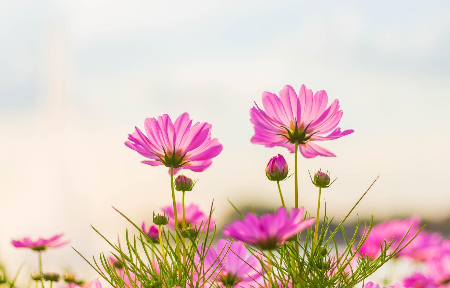 Pink cosmos flower blooming  photo