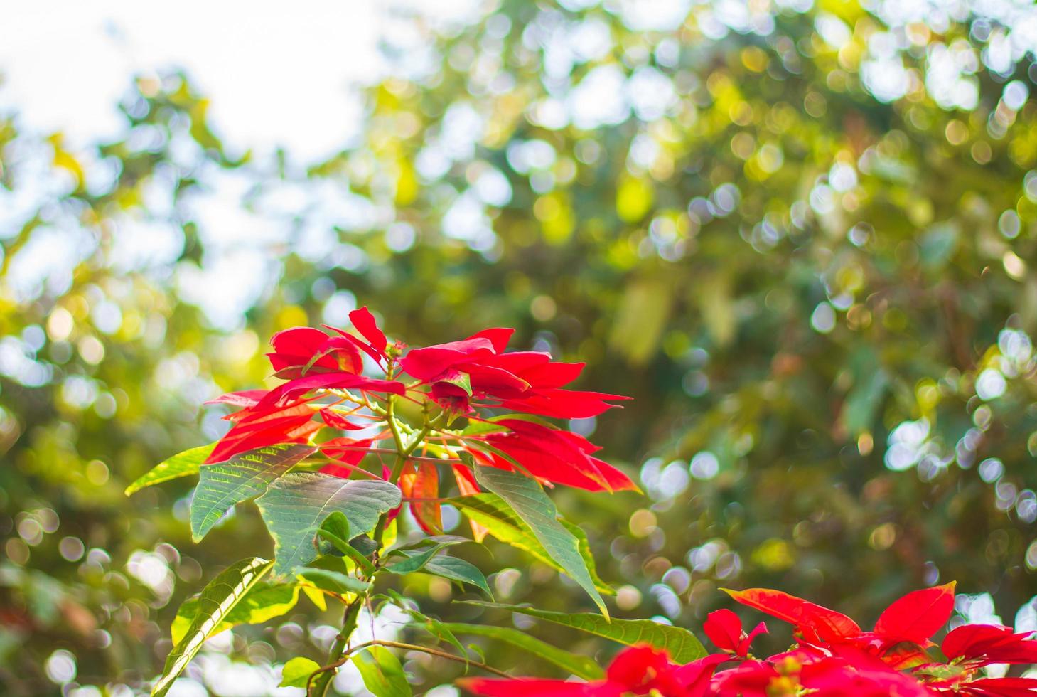 flores de pascua rojas foto