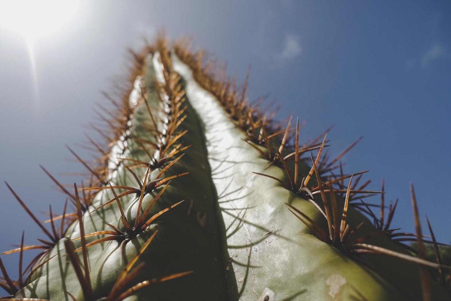 cactus contra el cielo azul claro foto