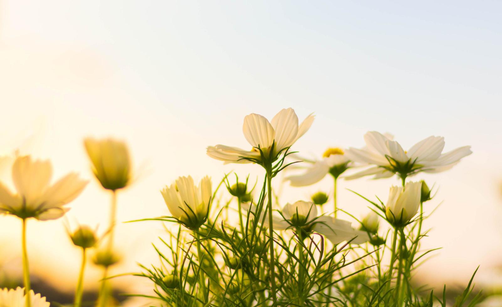 White cosmos flower blooming in soft focus photo