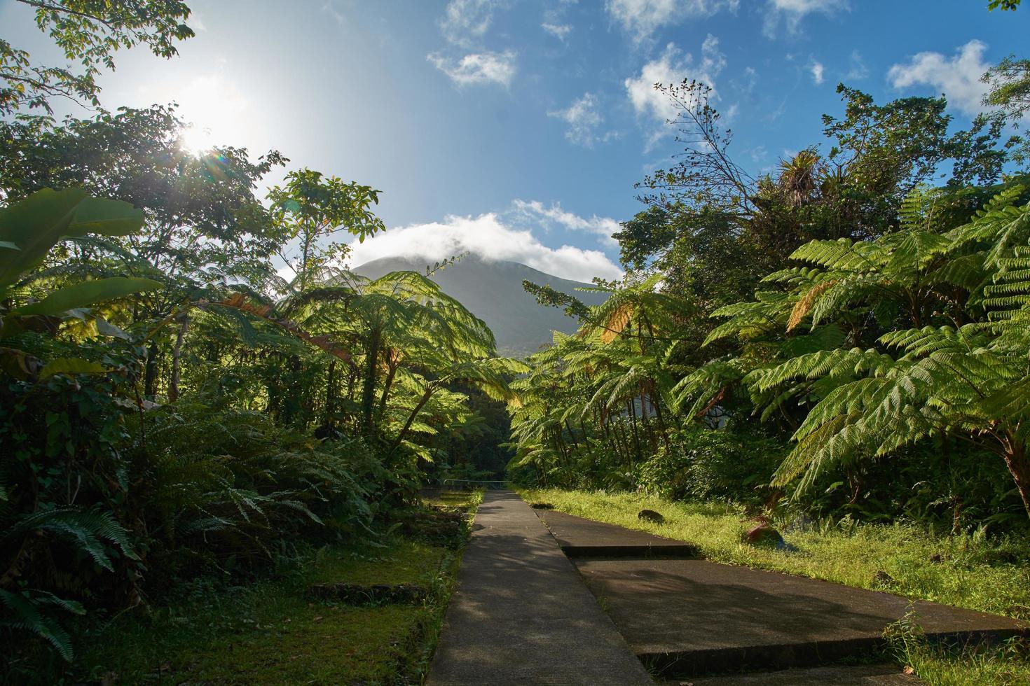 Paved pathway between trees and plants photo