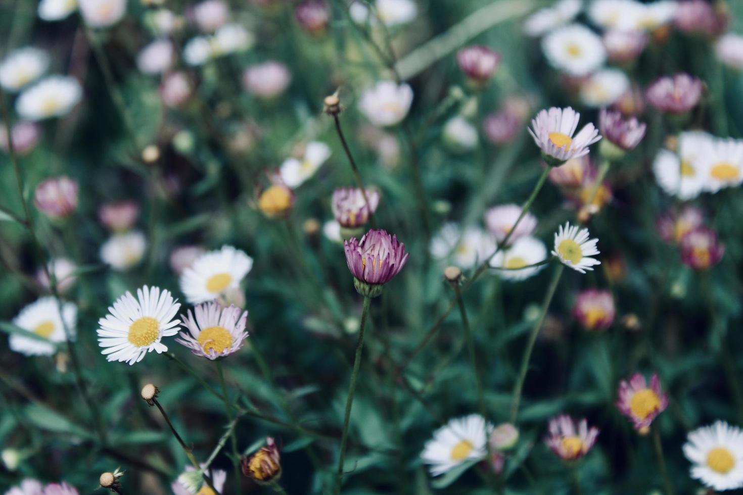 Colorful flowers blossoming photo