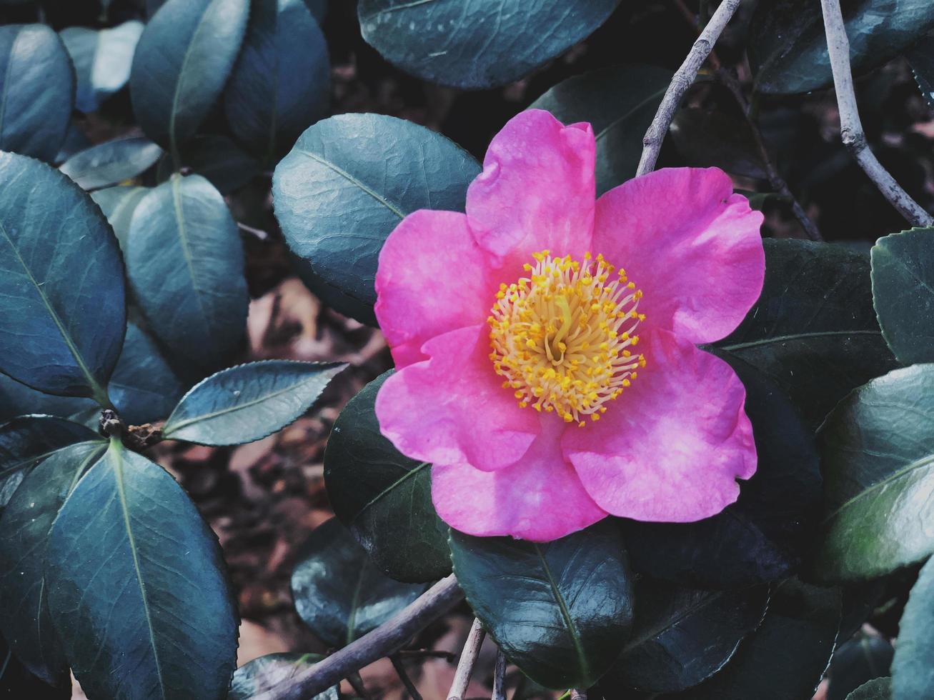 flor rosa pelada por hojas verdes foto