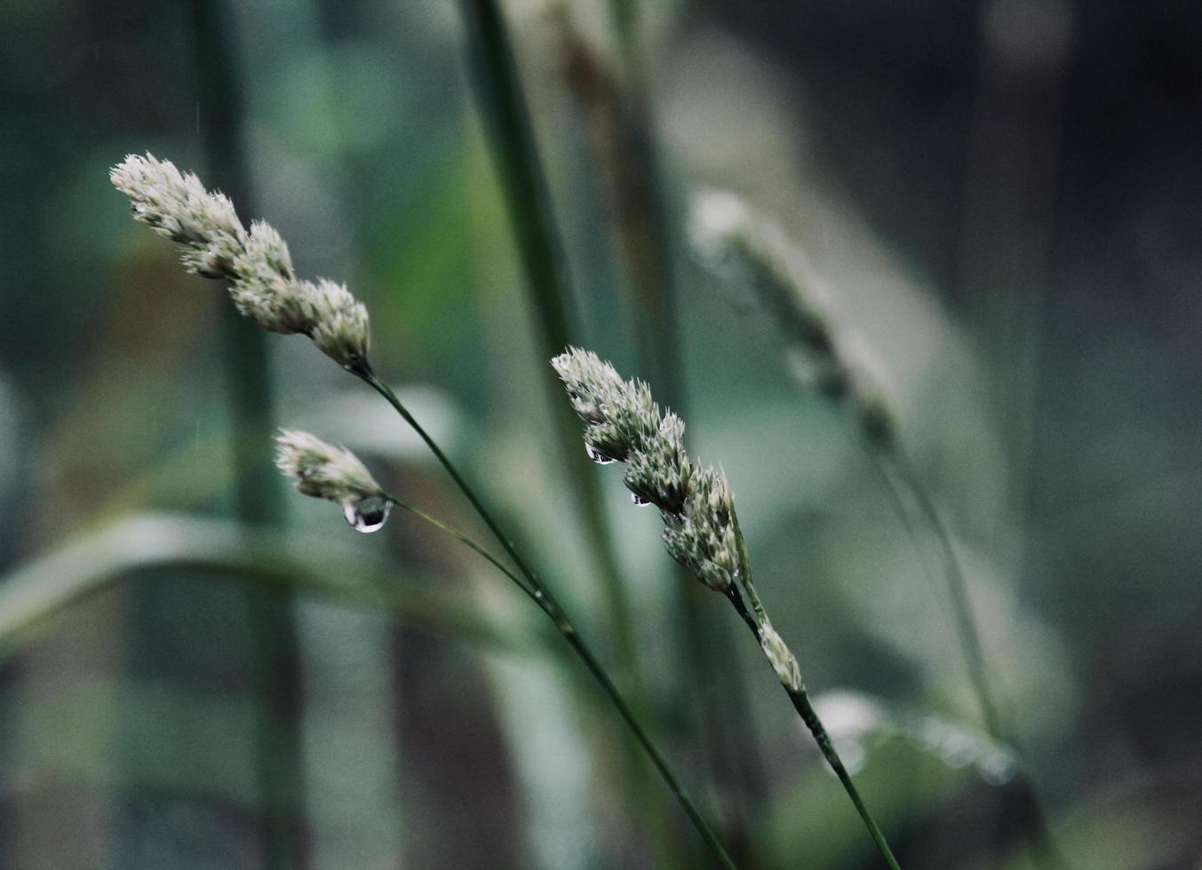 gotas de agua en tallos de plantas verdes. foto