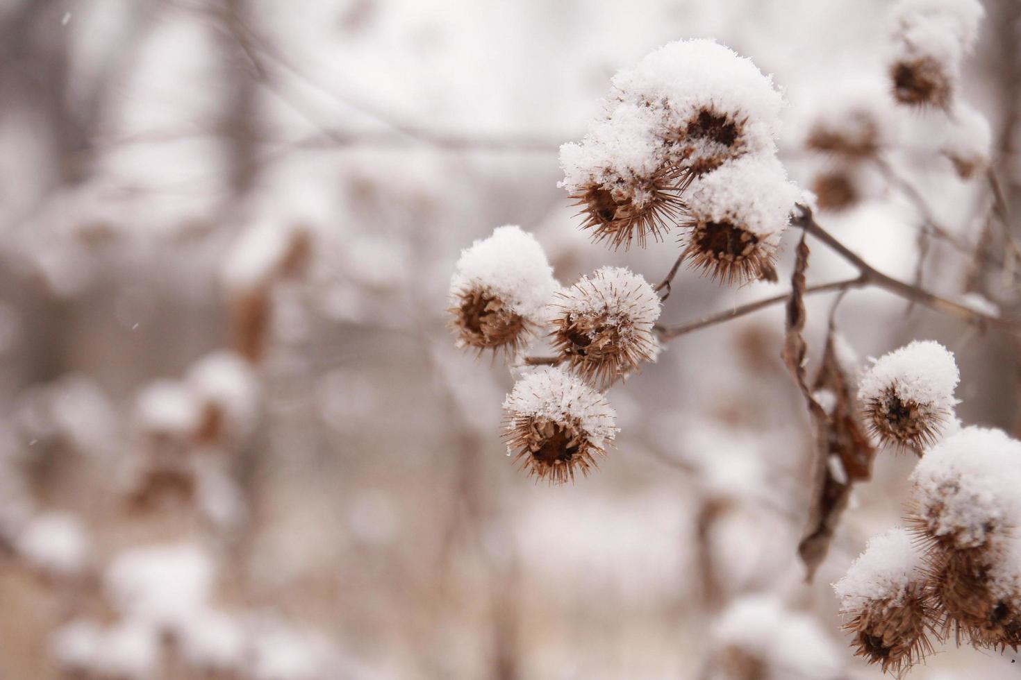 plantas cubiertas de nieve al aire libre foto