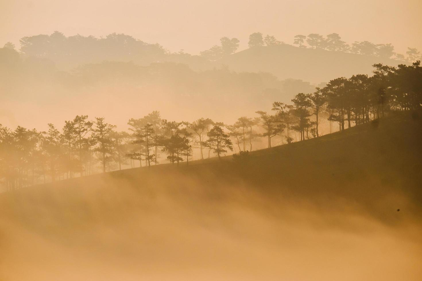 Trees and hills in mist photo