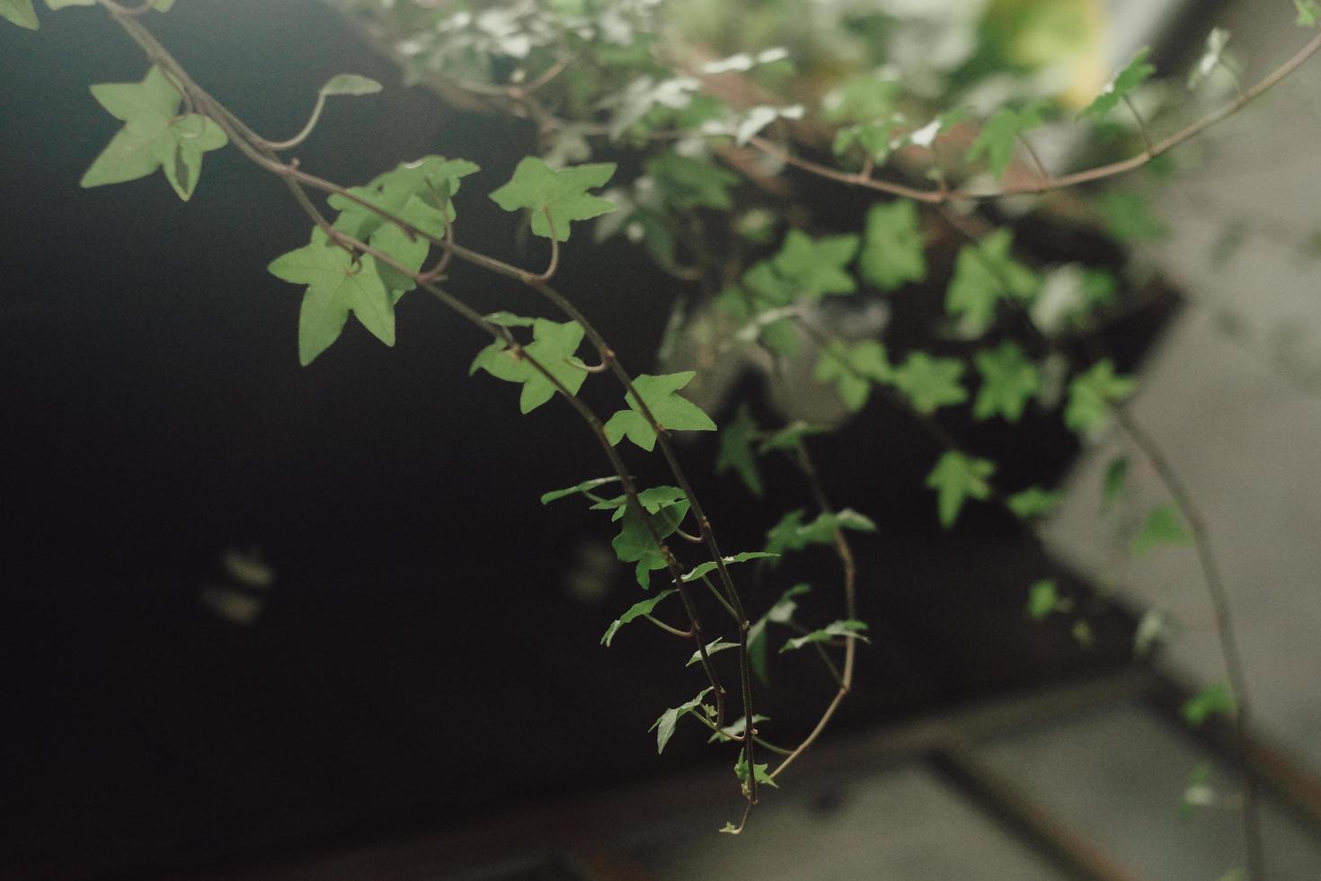 Green ivy plant photo