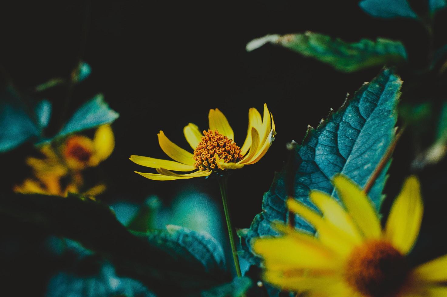 fotografía selectiva de flor amarilla foto