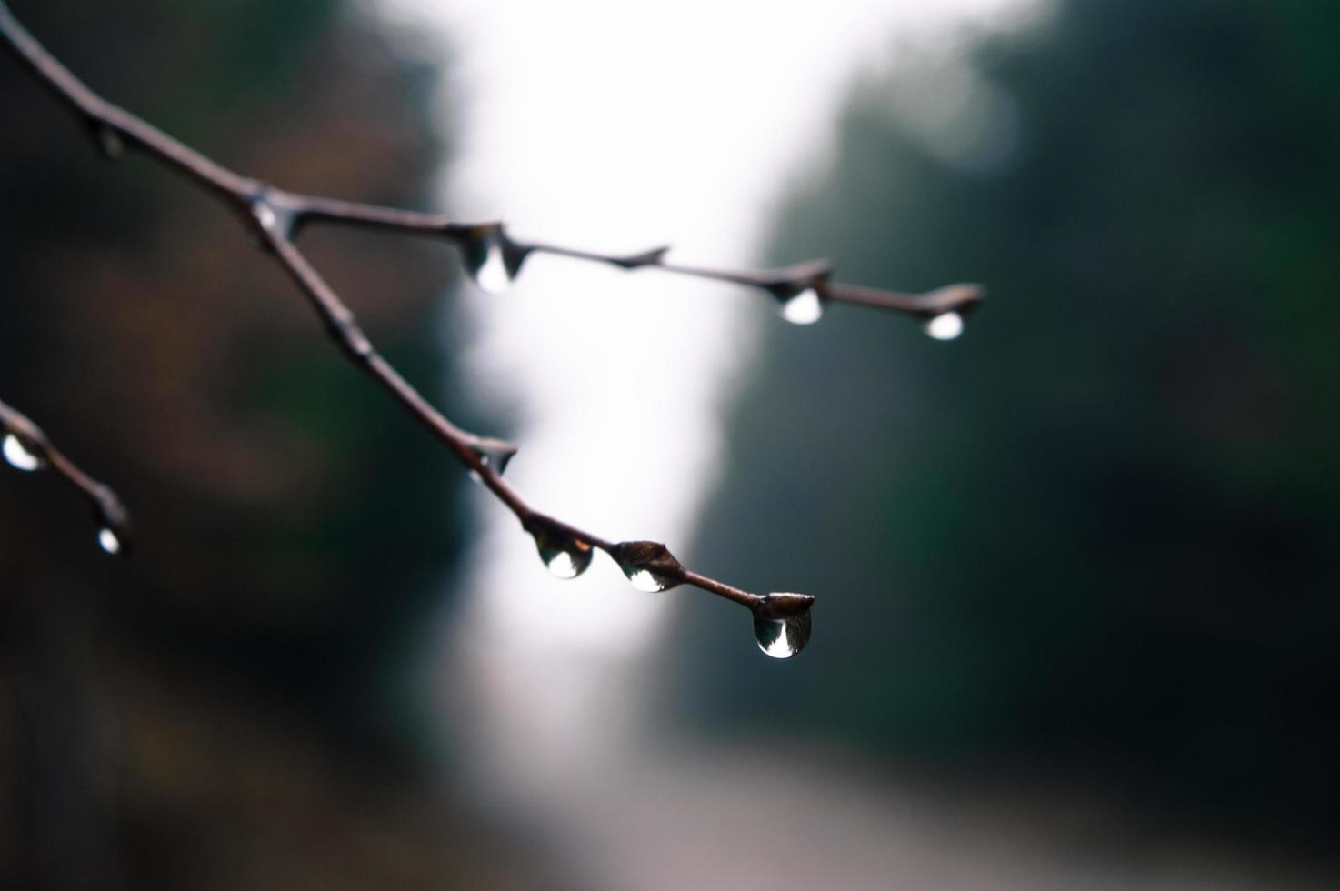 Tree branch with water drops photo