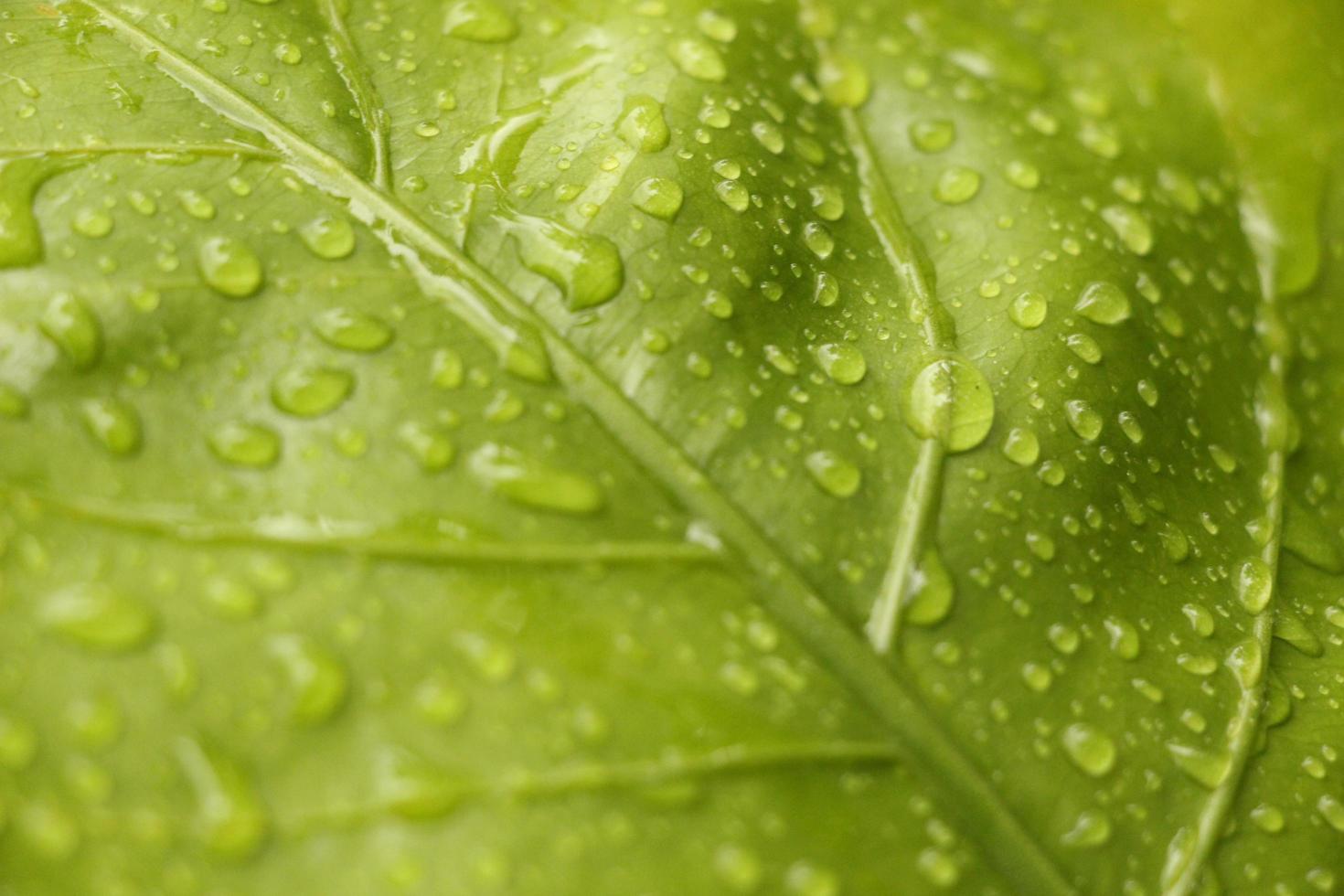 hoja verde con gotas de agua foto