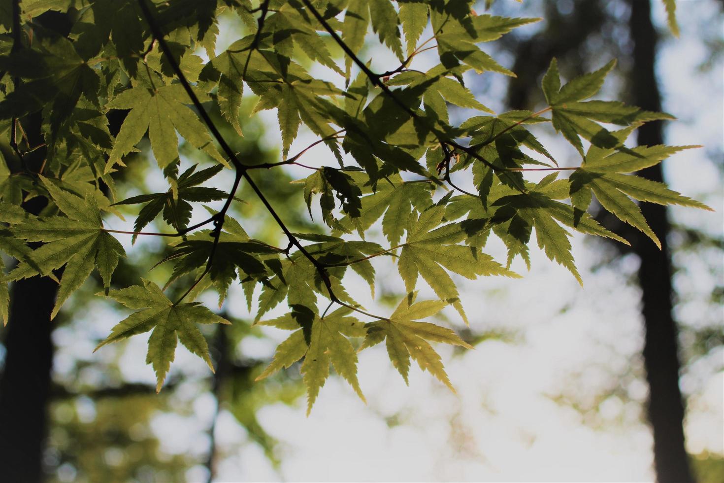 Close-up of green leaves in sky photo