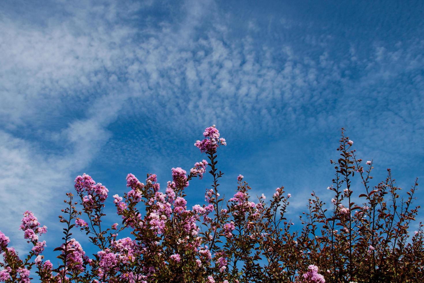 planta con flores foto