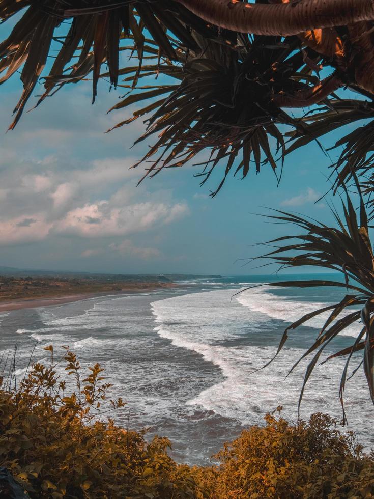 Palm trees near the sea photo