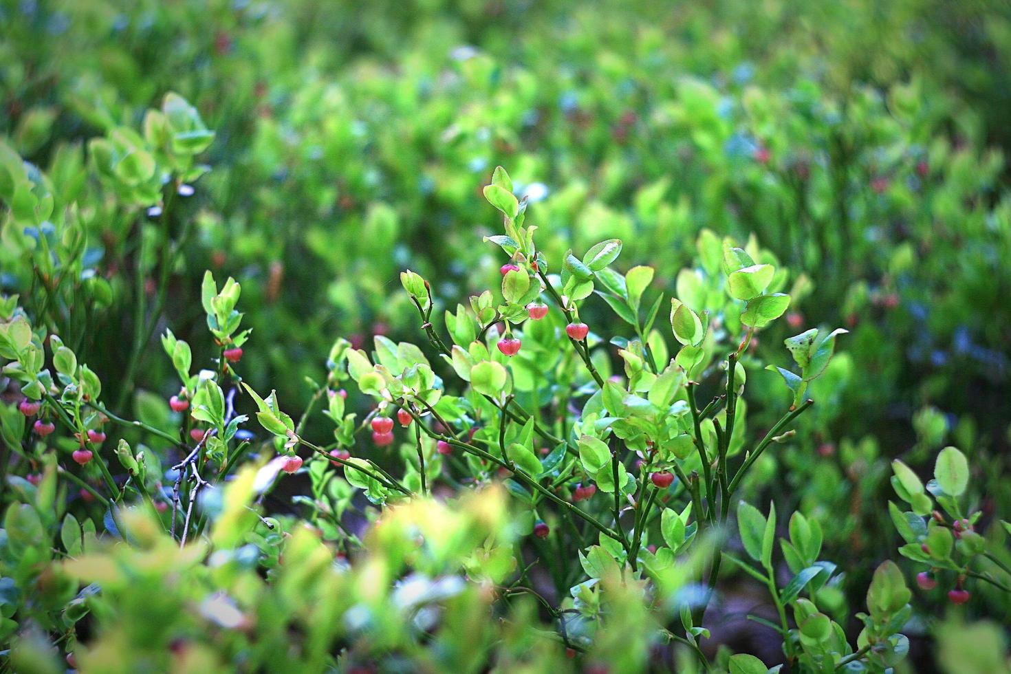 Bush with red berries on it photo